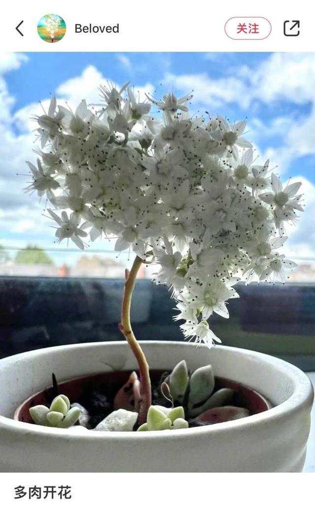 原来多肉也是“赏花植物”！多肉开花登上热搜，懒人养花就靠它了
