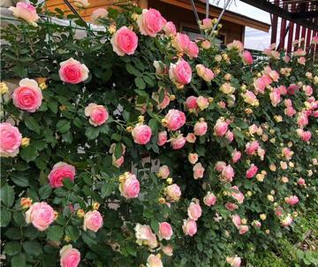 盘点4种爱爬藤的藤本月季，开花量大，容易种植，你值得拥有