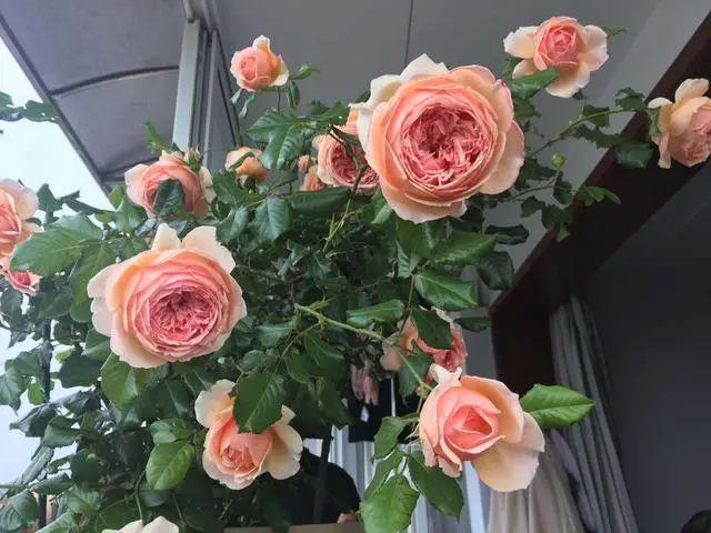 发现5种月季，无虫害、颜值高，一次开花上百朵，那叫一个“美”