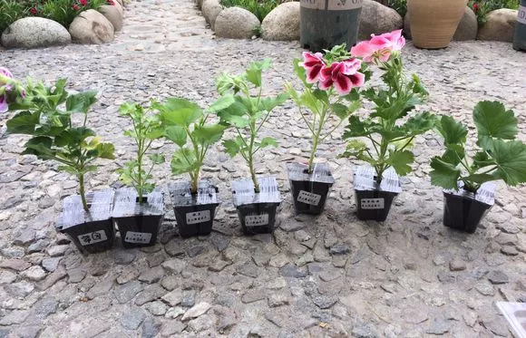 春天养花，咔擦剪1刀，侧芽猛长成花球，呼呼开爆盆！