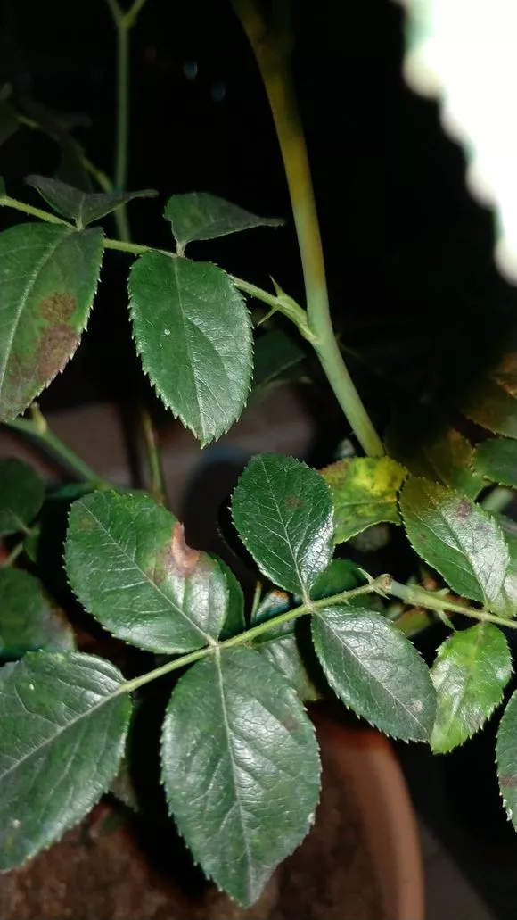 养花必备3种“杀菌水”，1分钱不花，花儿不生病，开花多！