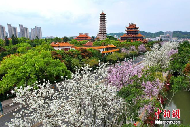 福州：羊蹄甲花盛开 马路变“花道”