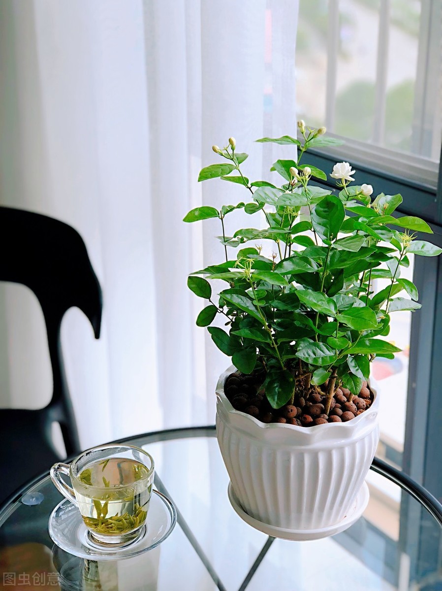 都说“晒不死的茉莉”，茉莉花真的不怕晒，越晒越好吗？