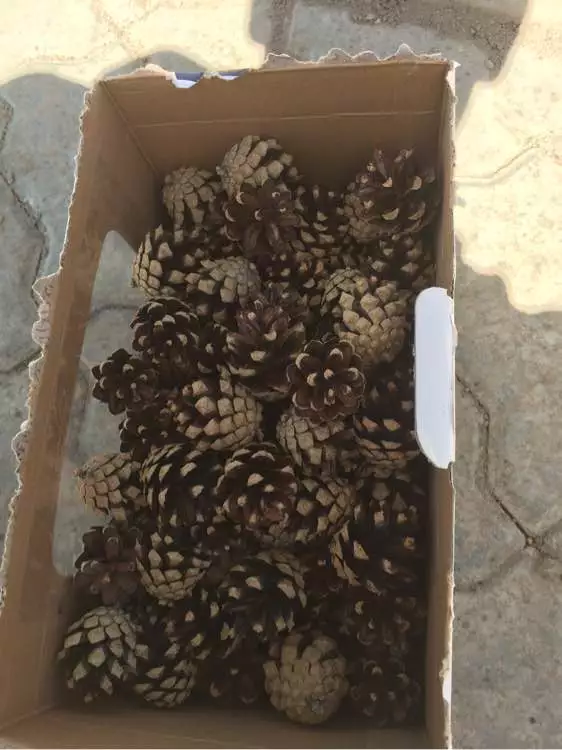 4种颗粒养花必备，撒一点再也没烂过根，太省心！