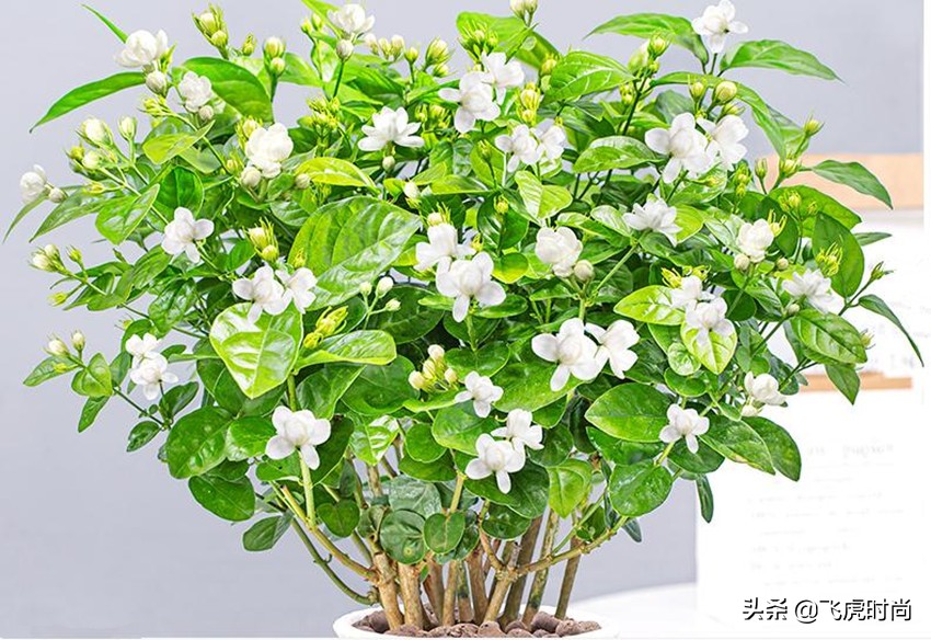 六种花秋天要多晒太阳，越晒花越多、叶越绿，要不长不好
