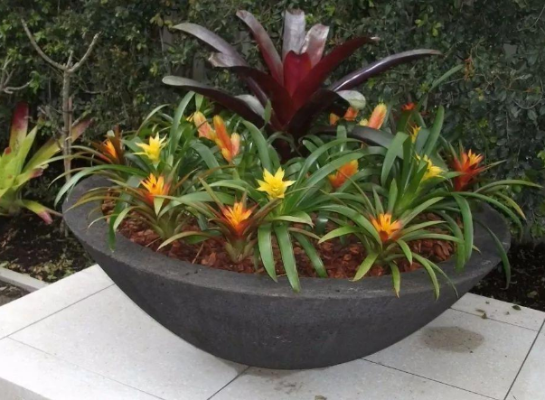这3款花卉特适合室内盆栽，打造出一片花海，好看又好养
