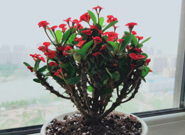 养“虎刺梅”，牢记“1个基础、2个不要”，一年四季开花，喜人