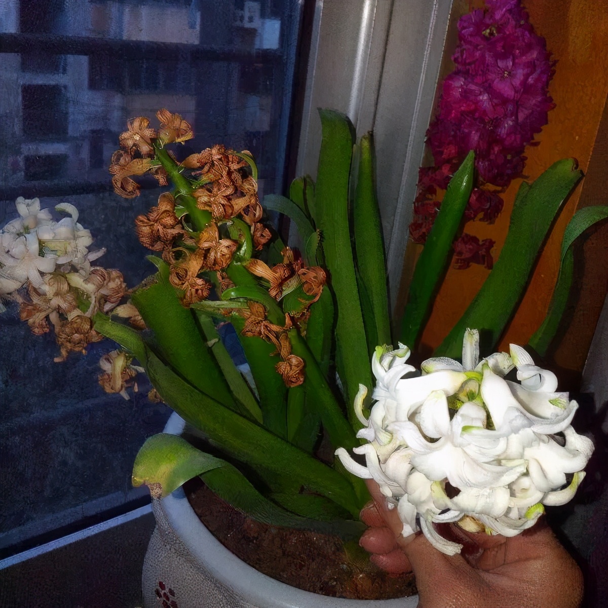 百合开花不是一次性，开完要施肥，1盆能生20盆