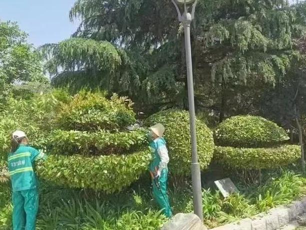 精细化管理助推城区绿化品质提升
