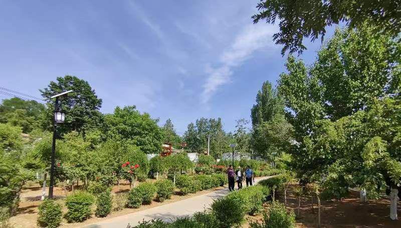三门峡市林业局领导到义马市观摩全域科学绿化和乡村绿化工作