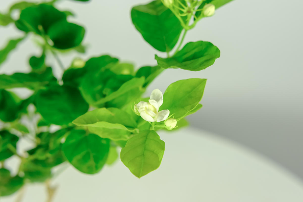 1盆香香花，屋里空气特好闻，心情也好