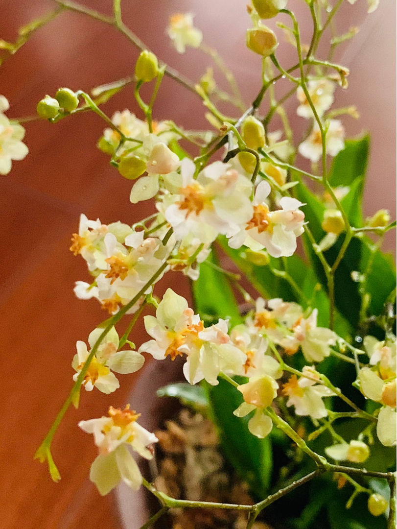 新手不知养什么花，3套新手养花组合，总有一款适合你