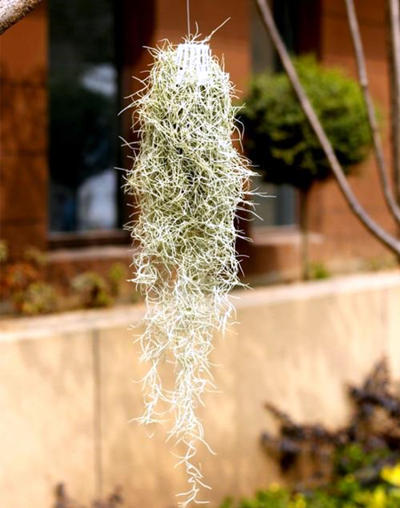 六种稀有的观赏植物，你见过几种，又养过哪些呢？