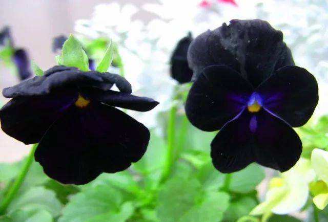 自然界不常见的黑色花,远观不能亵玩,非常高贵 自然界不常见的黑色花,远观不能亵玩,非常高贵