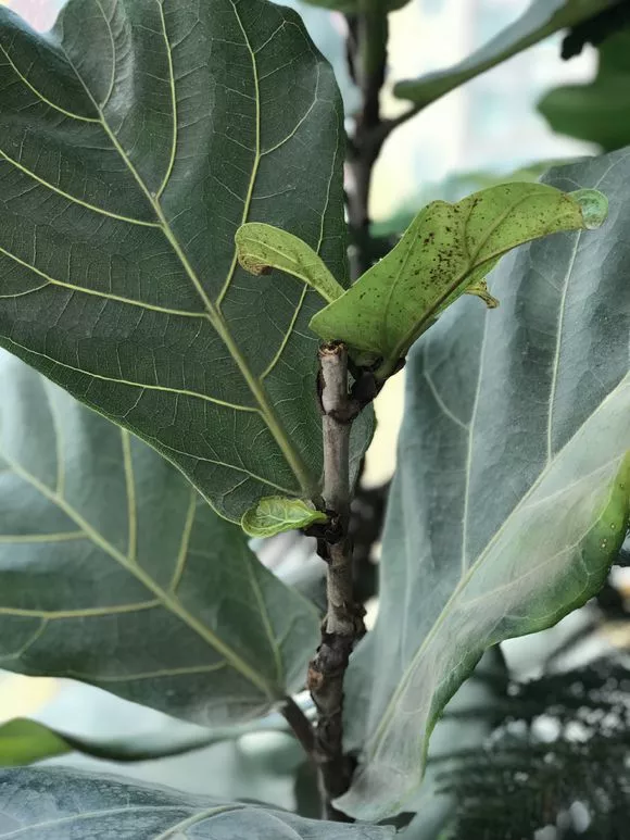 秋天橡皮树一剪，蹿出3个芽，生长进入火箭模式