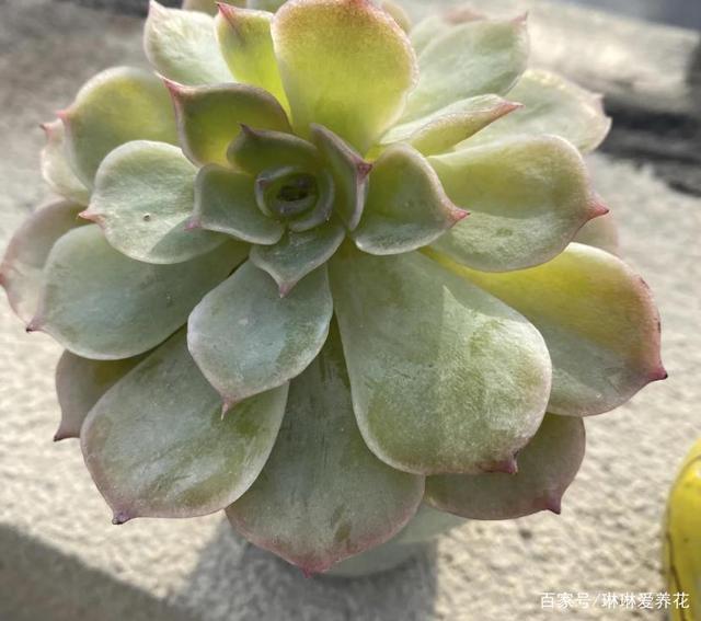 多肉化水，由于暴晒引起，绿叶变成透明状，夏天必须要遮阳