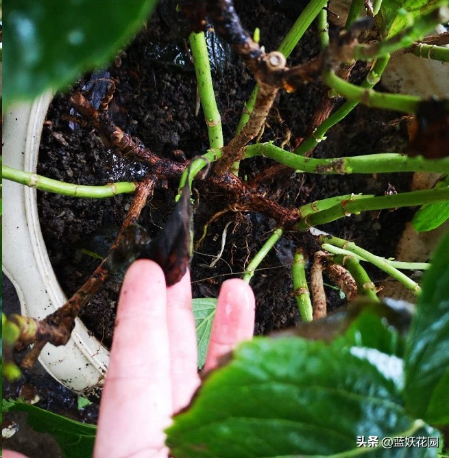 连续雨天，没修剪的绣球花大量黑杆了怎么办？教你3步救回来