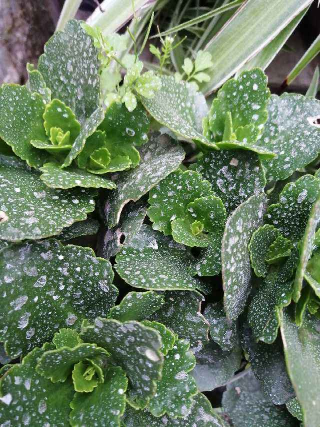 春天是开花好时节，磷酸二氢钾少不了，学会使用才能让植物爆开花