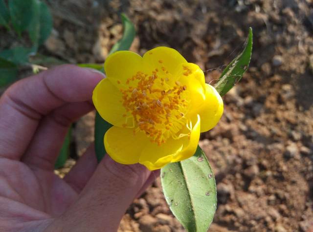 这款茶花非常珍贵，花朵体型适中，浓香四溢，观赏食用皆宜