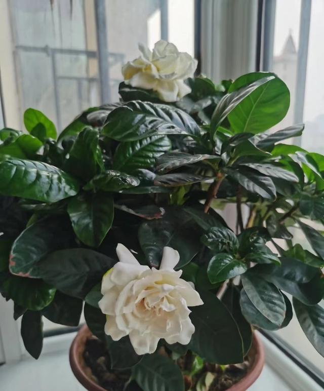 喜欢养栀子花，就选“牡丹栀子”，花朵超大，香气好闻，种植不难