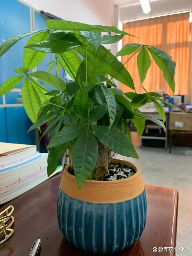 花卉种植的秘密武器：选择合适花盆培养健康花朵的关键！