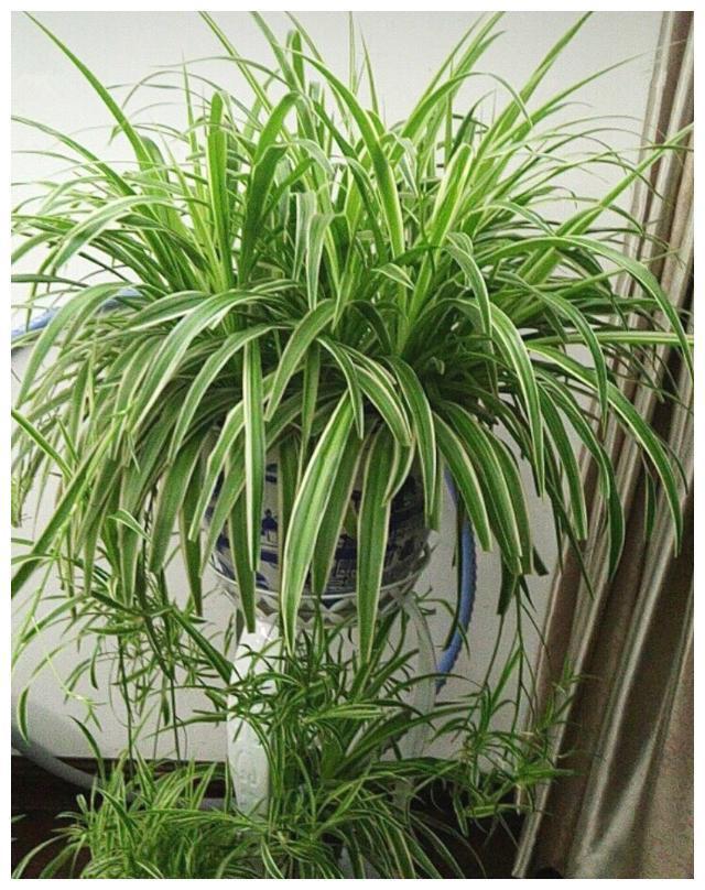 家中“光照不足”，就养5种花，一盆比一盆茂盛漂亮，花美叶也美