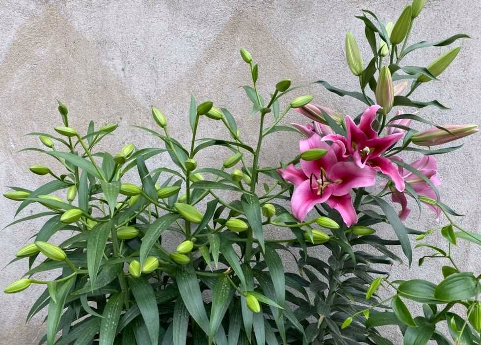 有阳台有露台一定要养一盆百合花，年年有花，好美好芳香