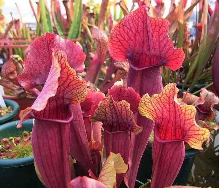 这种花能吃虫子？家里养了一盆，蚊虫全都不见了