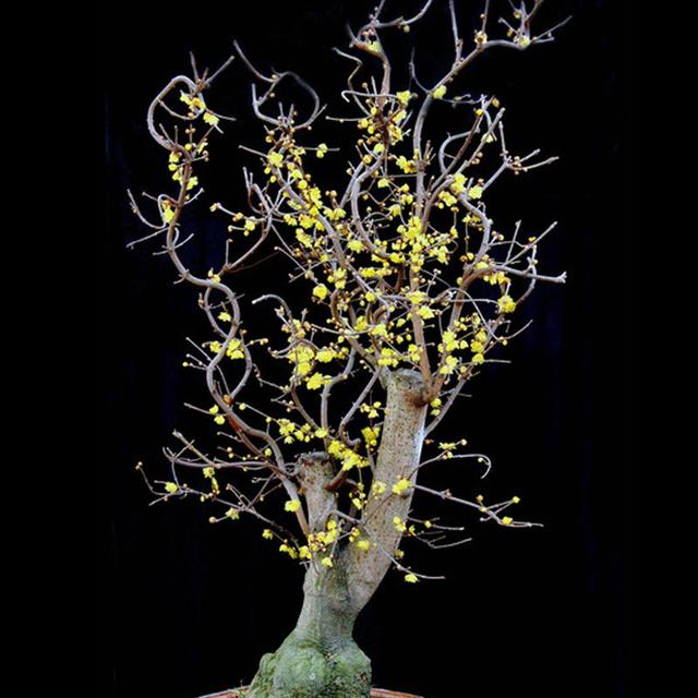 腊梅花想要多开花,做好这4个方面的工作,其实修剪工作很重要 腊梅花想要多开花,做好这4个方面的工作,其实修剪工作很重要