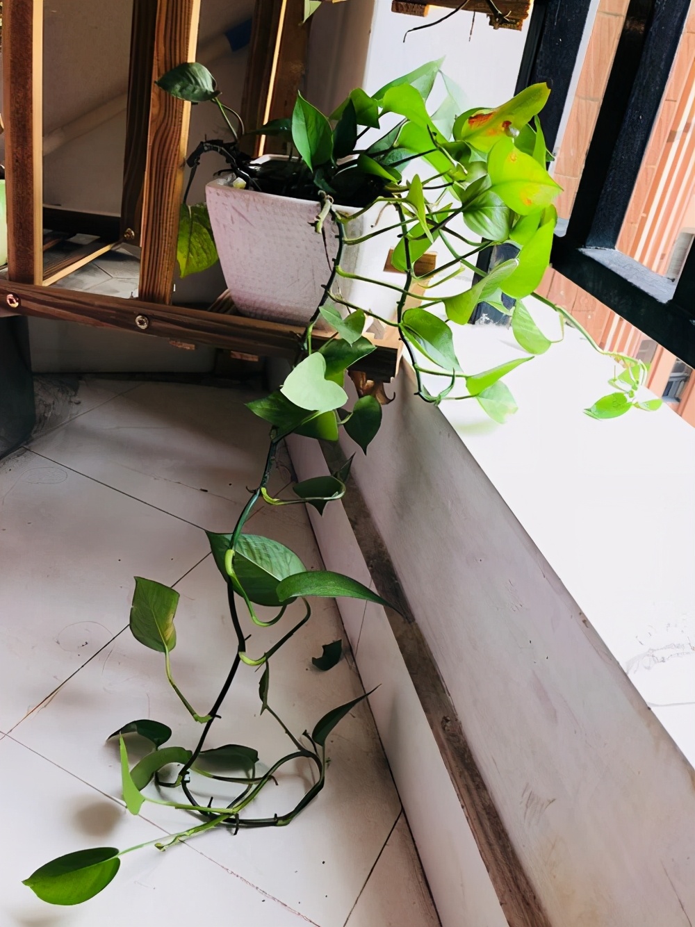 这3种花，宠物吃了会有伤害，要远离你家的宠物