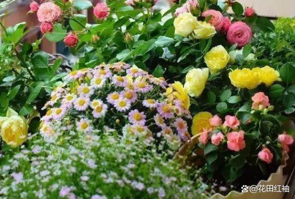 3种“霉运花”白送都没人要，其实好处多多，很多人都不知道