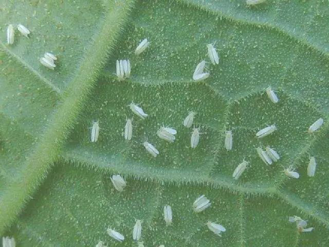 园林植物害虫界的“小白蛾”——粉虱
