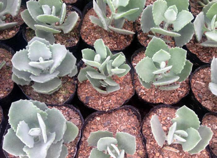 多肉珈蓝菜属,唐印、月兔耳、江户紫、落地生根、趣蝶莲、千兔耳 多肉珈蓝菜属,唐印、月兔耳、江户紫、落地生根、趣蝶莲、千兔耳