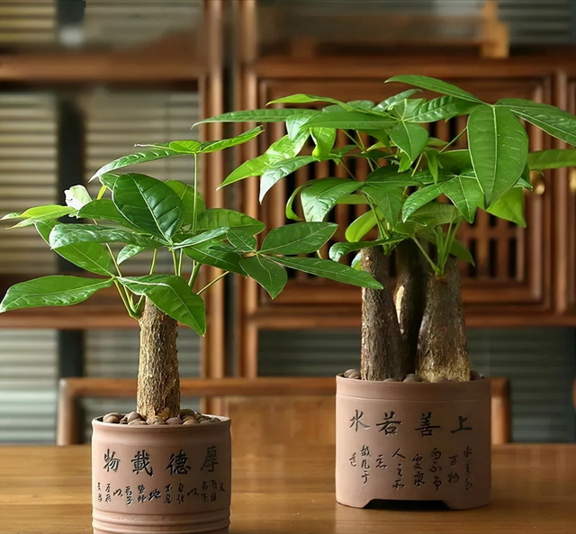 发财树长势差，揪掉“三残叶”，新枝更稠密，还能养成繁花小老桩