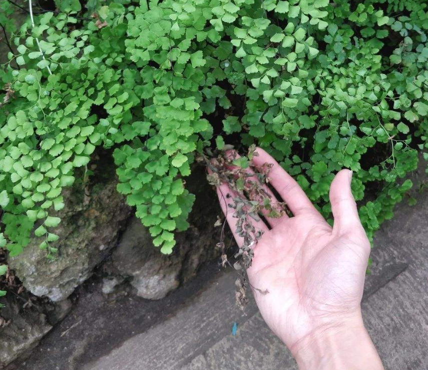 温柔可人的铁线蕨，姿态优雅易成活，还能吸收室内有害物质