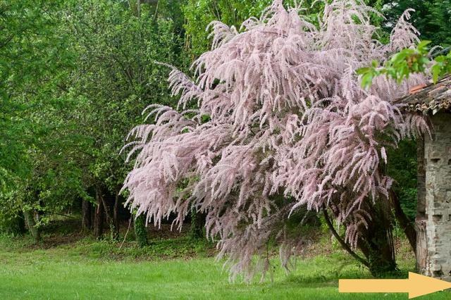 常见的酸性植物、碱性植物、耐盐植物有哪些？（值得收藏）