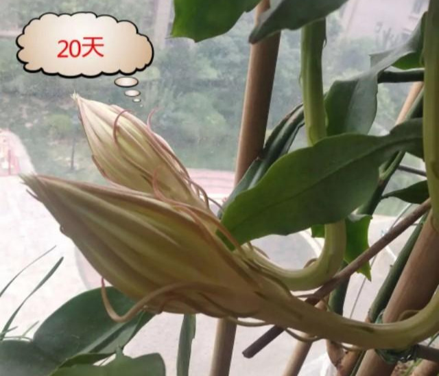 昙花不开花？注意这3点，让昙花花苞呼呼地冒，成就真的月下美人