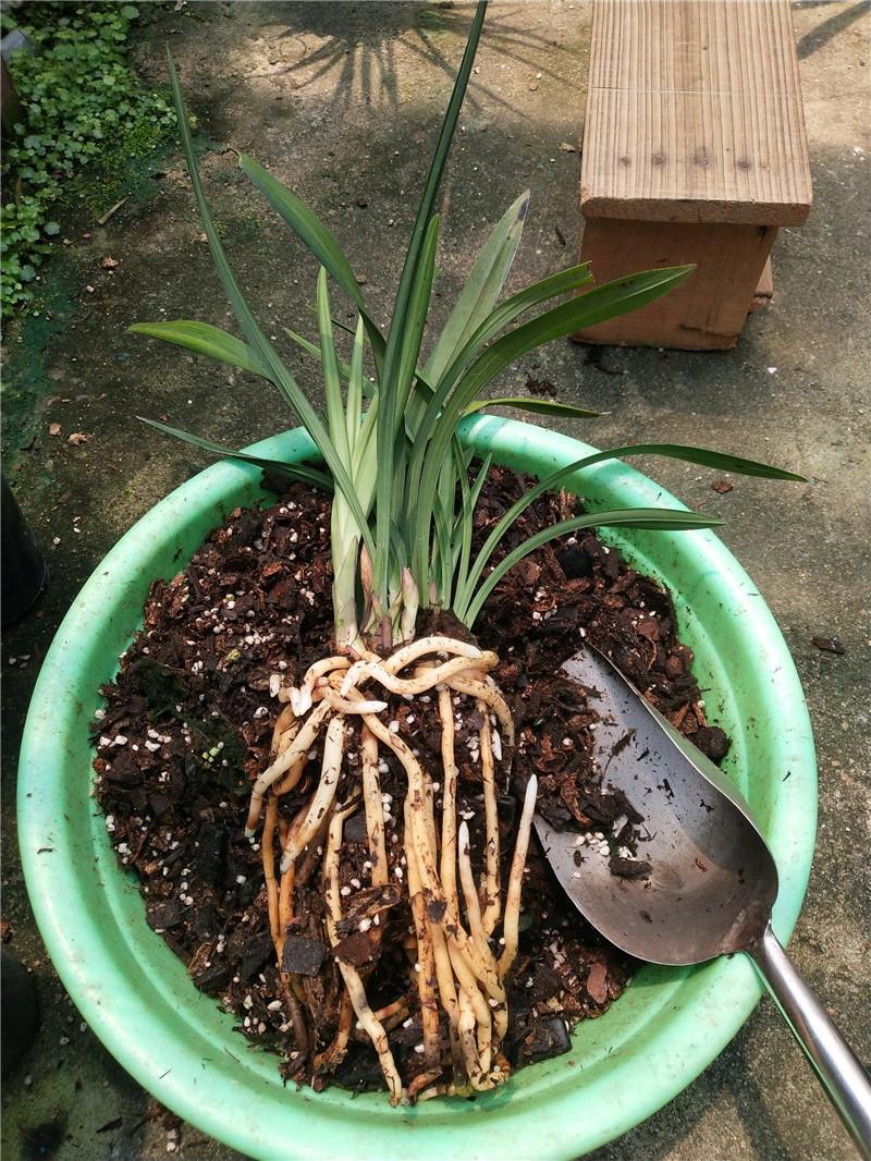 盆栽植株如何护根，这几个关键点，你都抓住了吗？