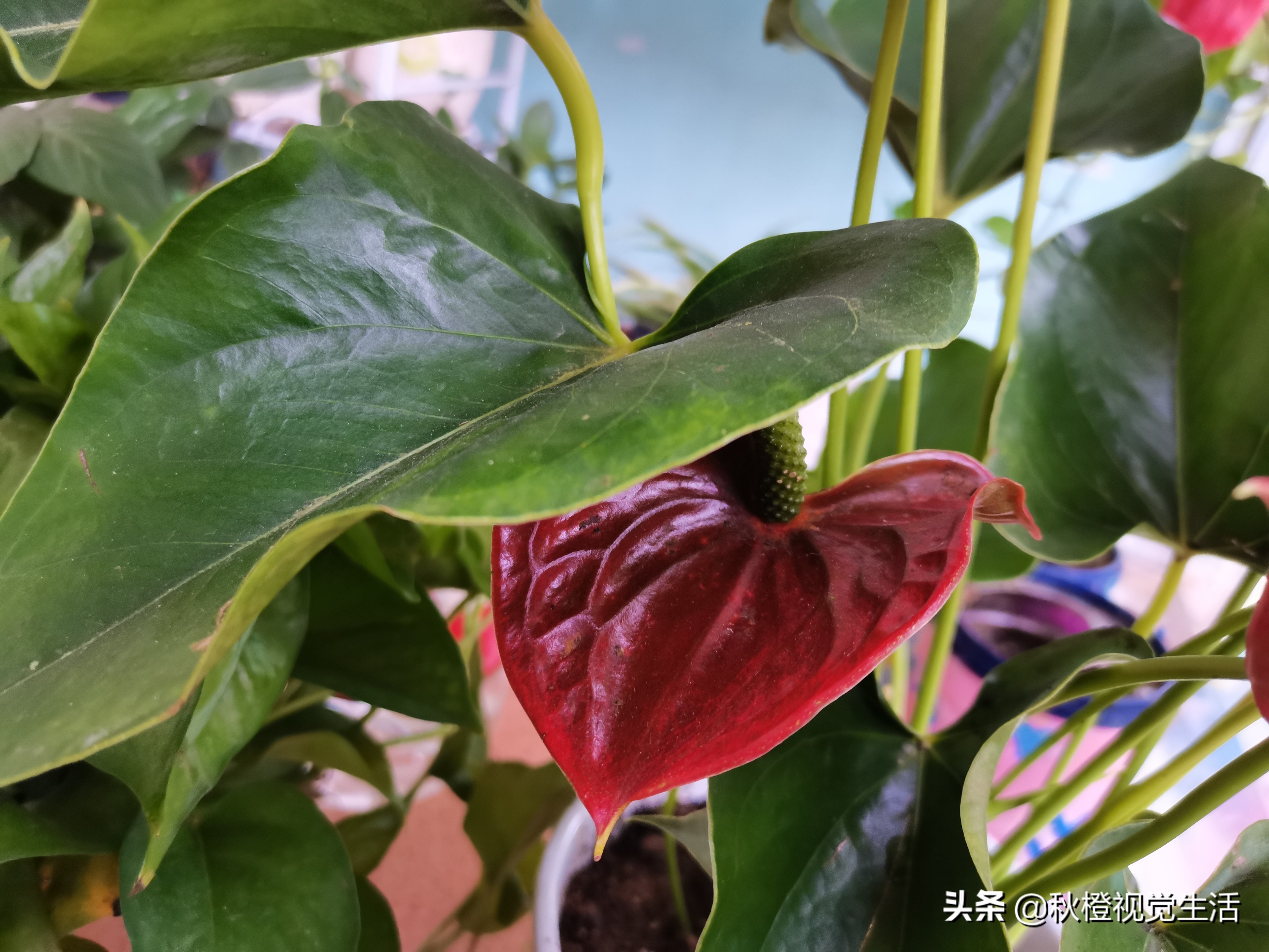 想要红掌花开不败，循环生长，得花上这些心思