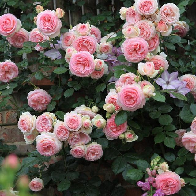 爬藤能力强的4种月季，慢慢开成“一面”花墙，花姿优雅，好养护