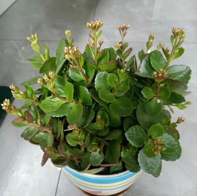 冬季养长寿花，需要做好4件事，不然难以开花，浪费时间