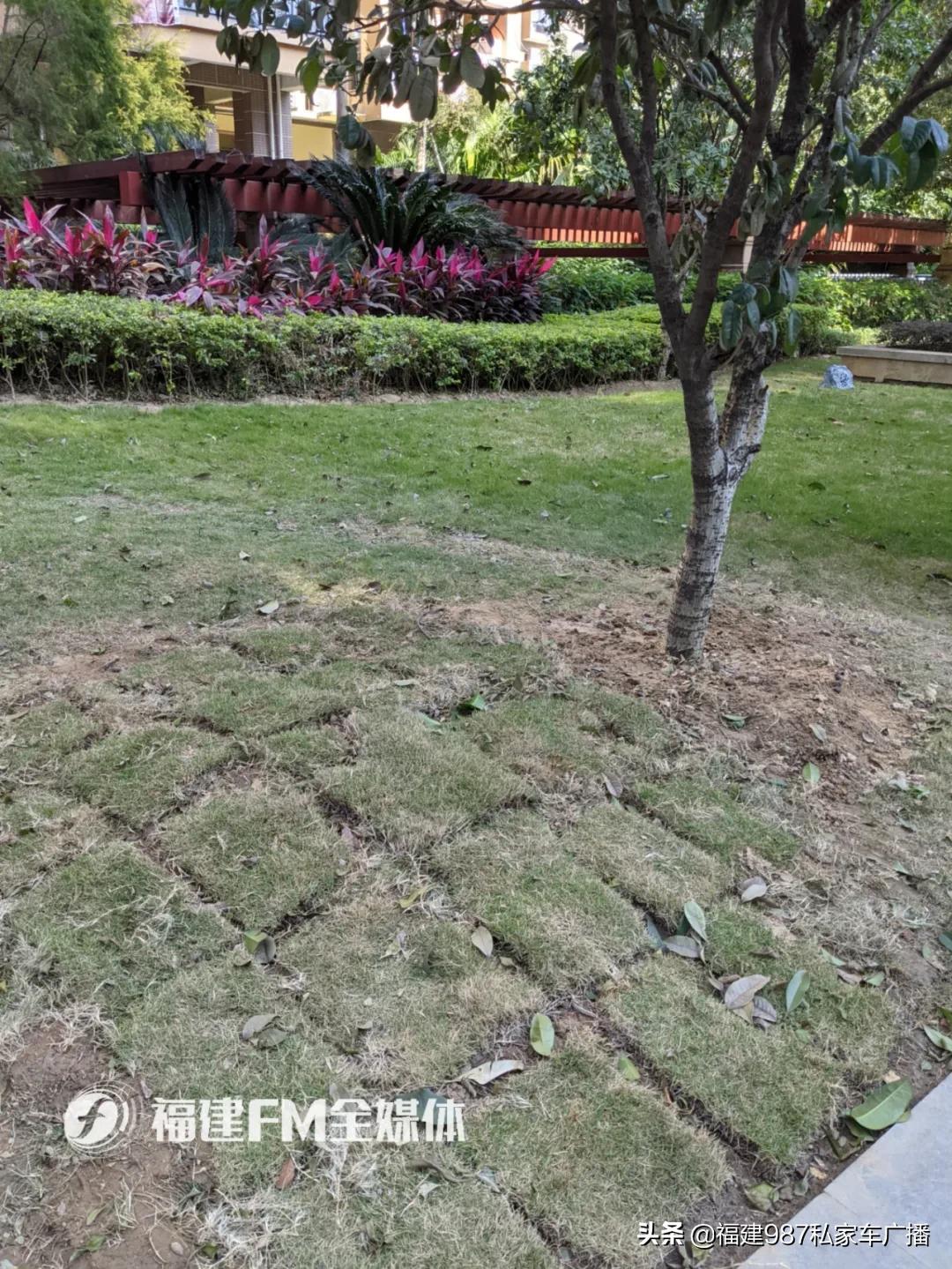投诉！福州某小区绿化树一天之内被剃光头
