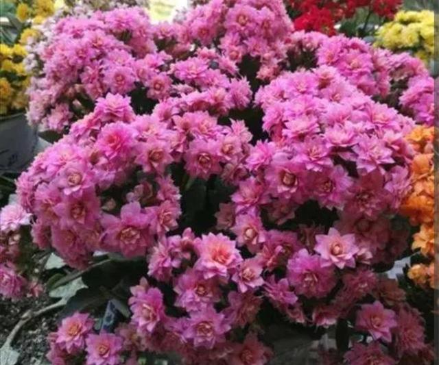 养长寿花，补上1种“促花肥”，花期开出成大花球