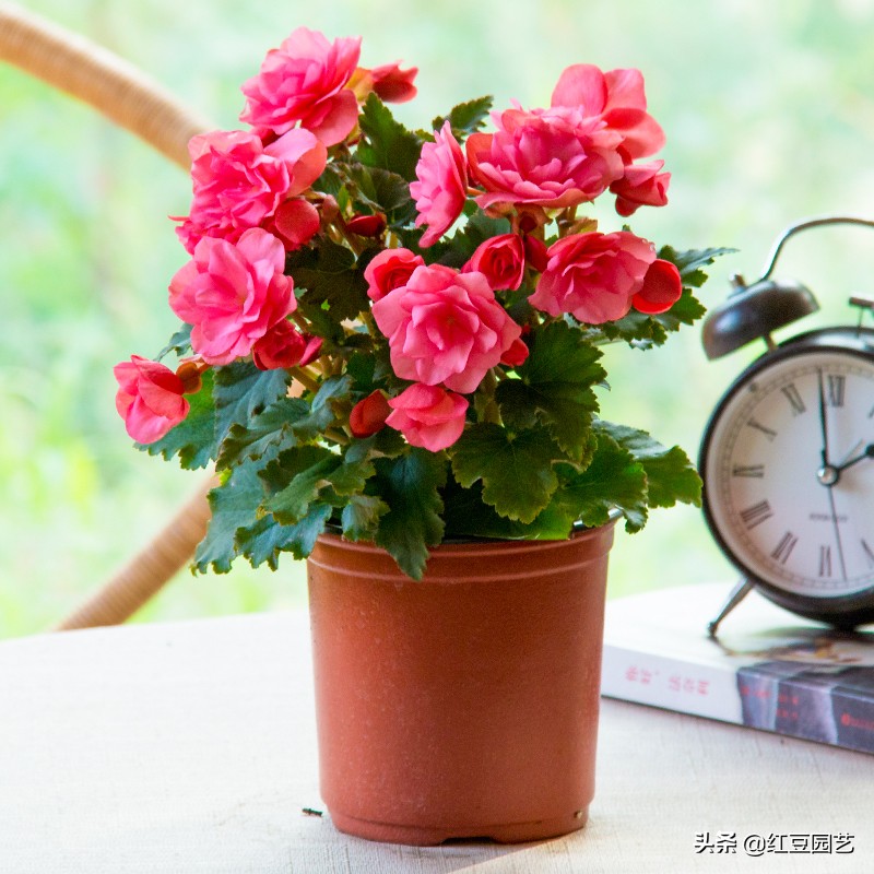 丽格海棠花，干啥啥不行，爆花第一名