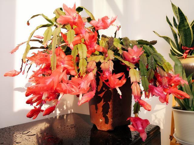 5种花是“酒鬼子”，15天喂一点酒，长势都“刹不住”
