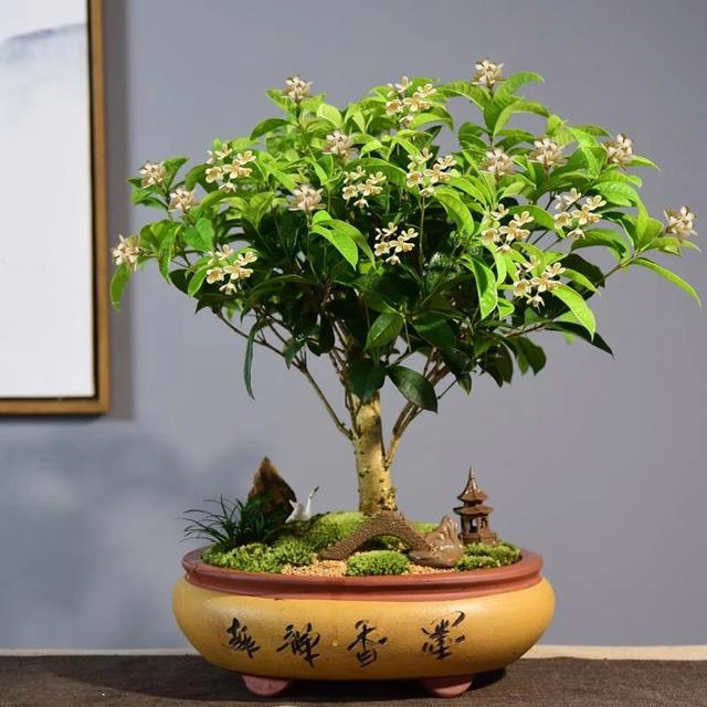 串门遇到这三“吉祥花”，“折点枝”撒点土，单枝繁殖“一大群”