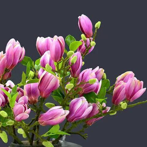 老话“客厅有花，富贵到家”，花友：不是迷信，很有道理！
