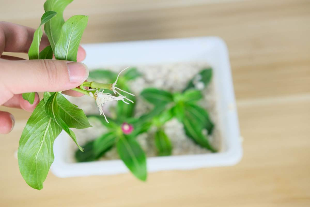 厨房这4种材料，原来是生根宝藏，教你自制生根剂