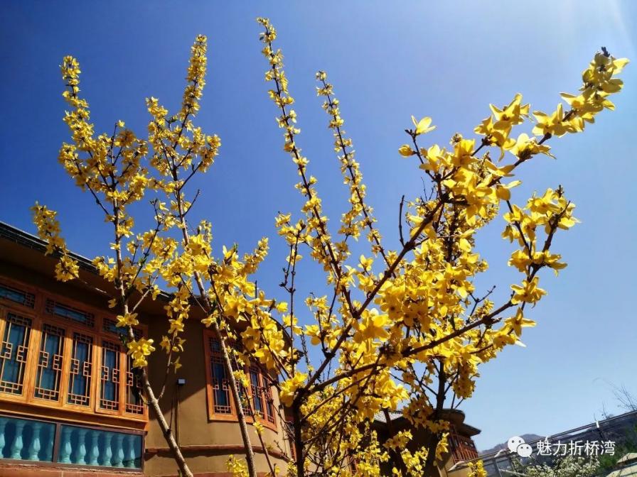 临夏市折桥镇做好“加减乘除”法，写好乡村绿化“大文章