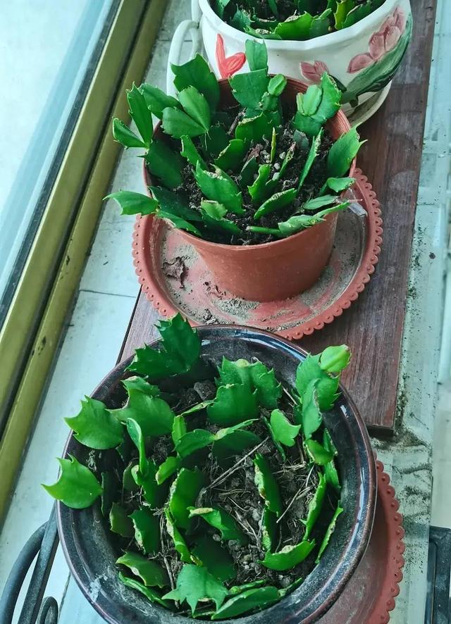这10种花不用买，随便摘个叶子，埋土里疯长一大盆